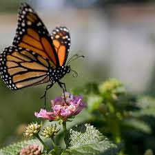 Image of an orange butterfly landing on a flower. This shows that change can make things better and we can help you see that with life transitions therapy in Baltimore, MD. It is okay to struggle with different situations in life and our Maryland therapists will help you. Reach out for life transitions counseling in the Washington D.C. area today!